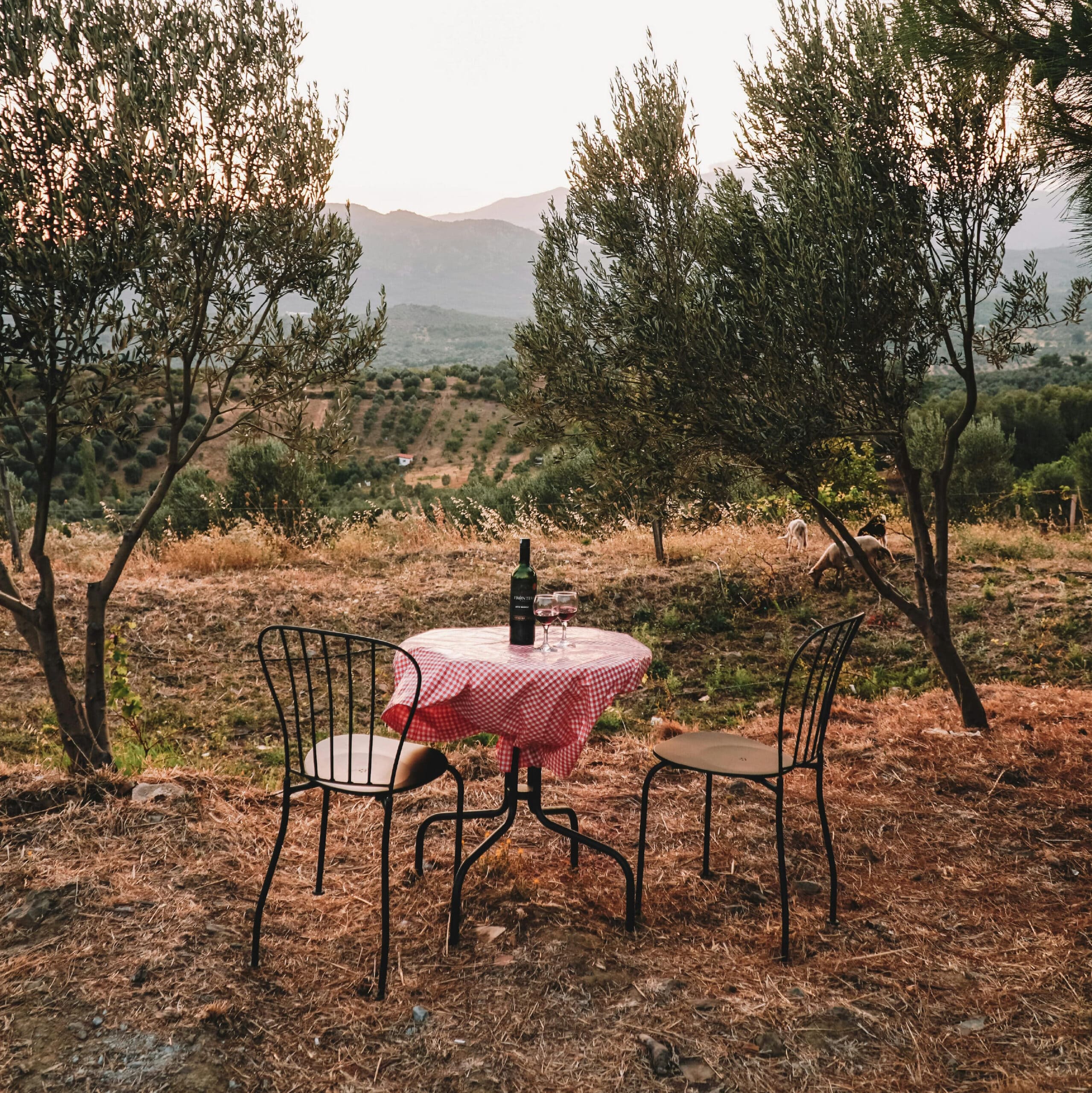 Olio extravergine di oliva d'alta qualità