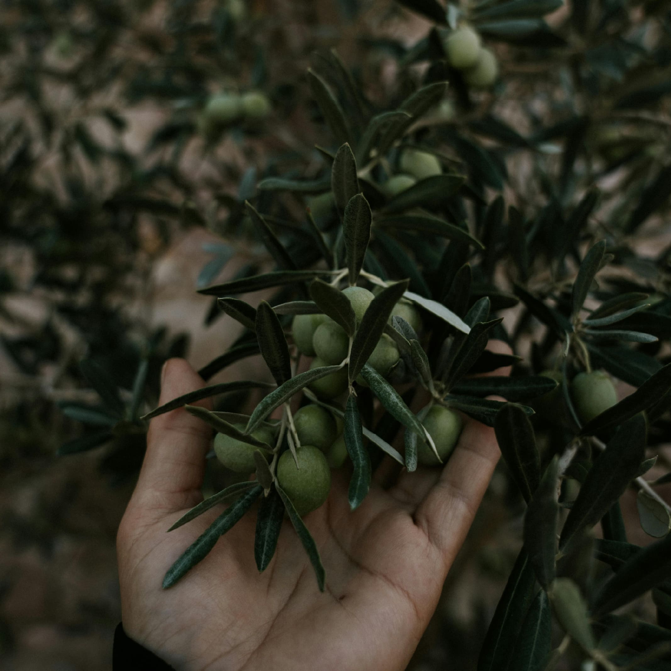 rigo d'oro olio extravergine di oliva d'alta qualità