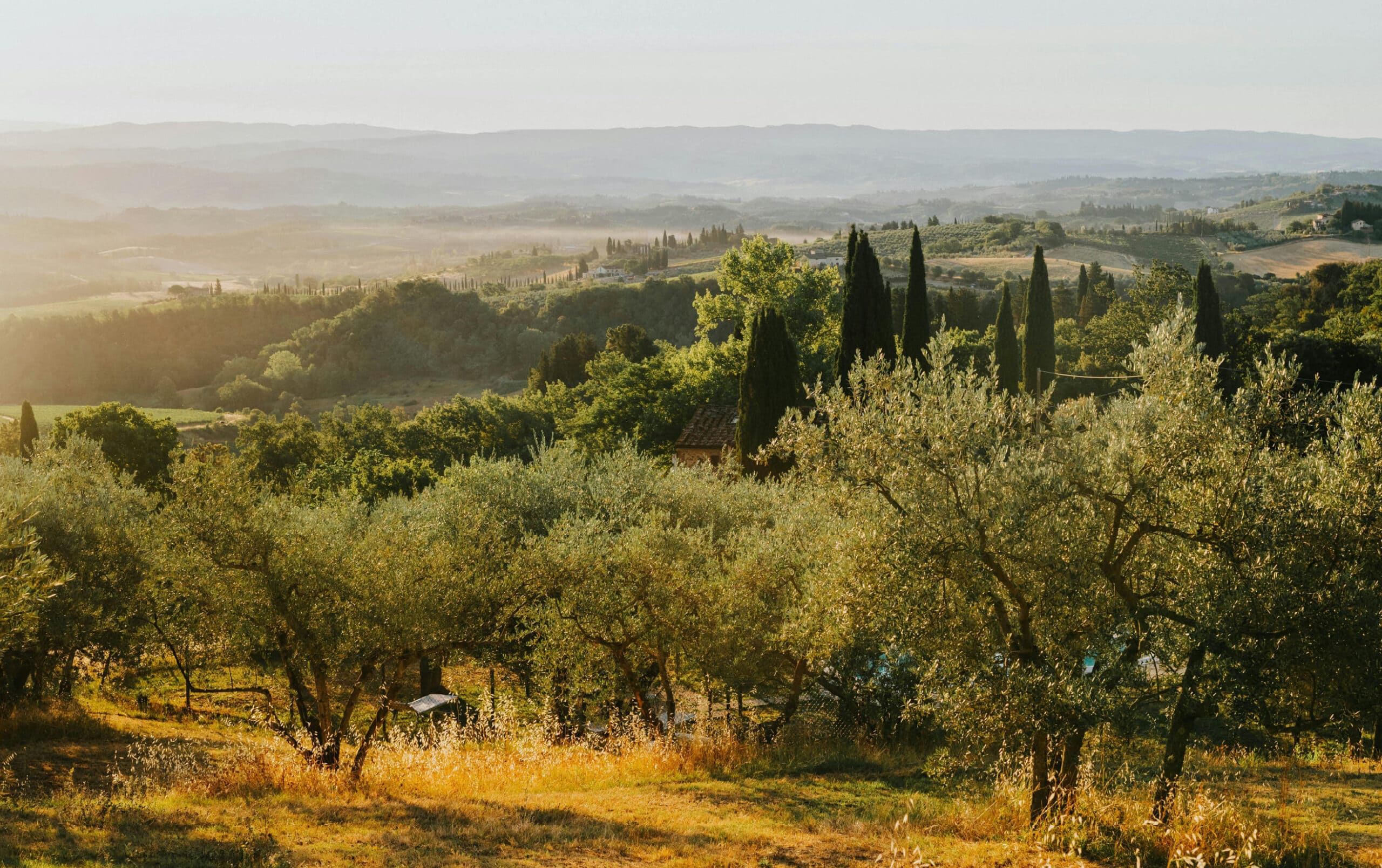 Olio extravergine di oliva d'alta qualità