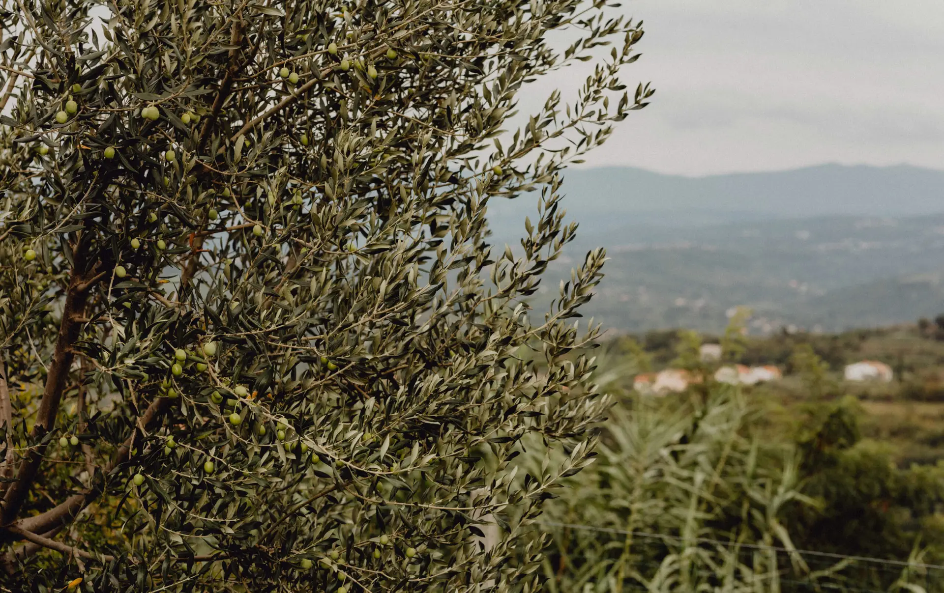 rigo d'oro olio extravergine di oliva d'alta qualità
