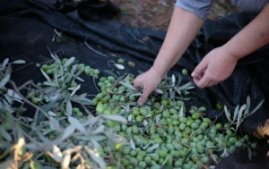Due mani raccolgono olive verdi e foglie su una rete scura stesa a terra