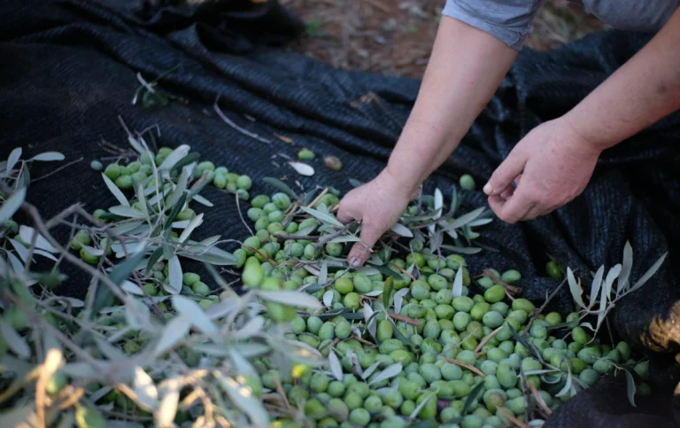 Due mani raccolgono olive verdi e foglie su una rete scura stesa a terra