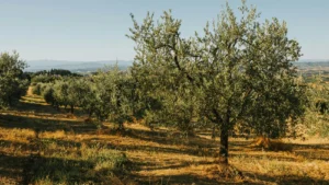 Alberi di ulivo illuminati da luce calda in un campo con colline lontane